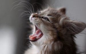 Preview wallpaper kitten, fluffy, face, wool, yawn