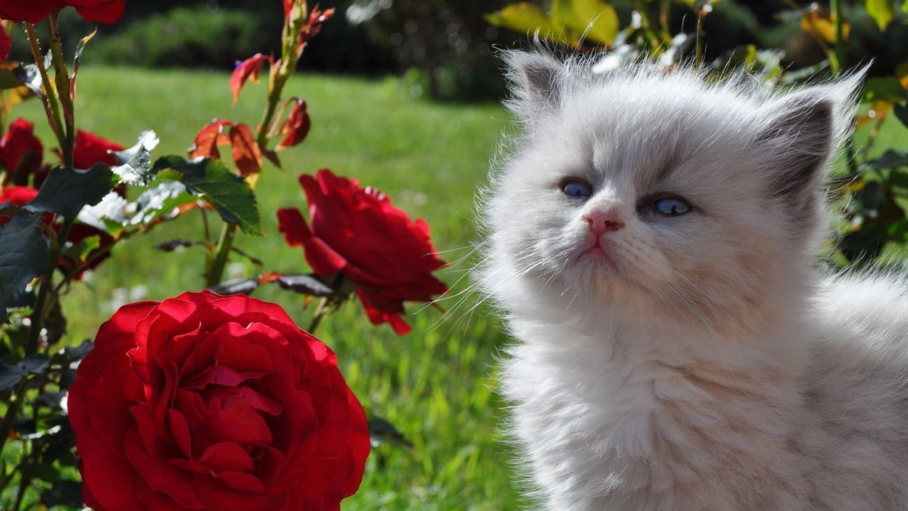 Wallpaper kitten, fluffy, face, rose, grass, look