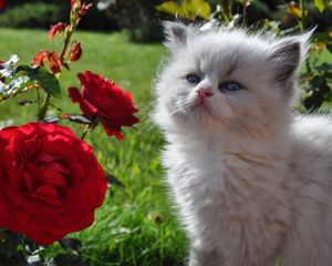 Preview wallpaper kitten, fluffy, face, rose, grass, look