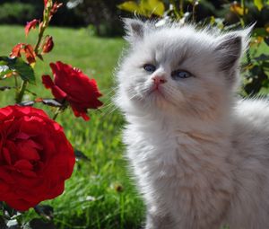 Preview wallpaper kitten, fluffy, face, rose, grass, look