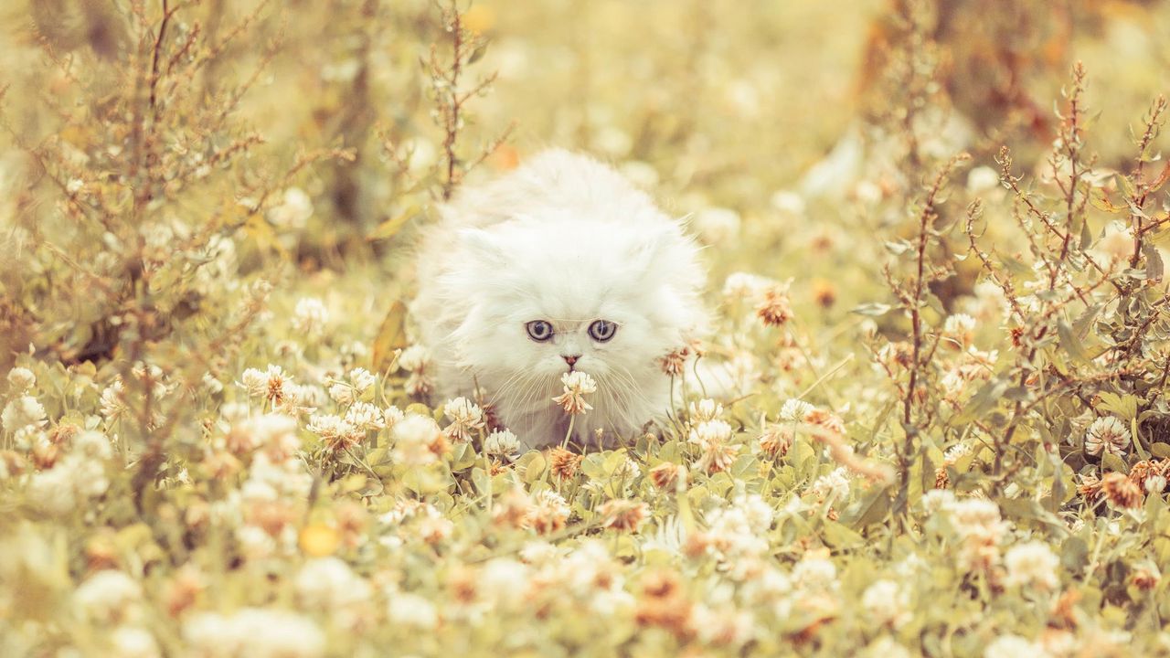 Wallpaper kitten, fluffy, grass, flowers, run