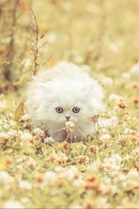 Preview wallpaper kitten, fluffy, grass, flowers, run