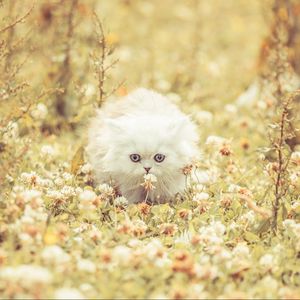 Preview wallpaper kitten, fluffy, grass, flowers, run
