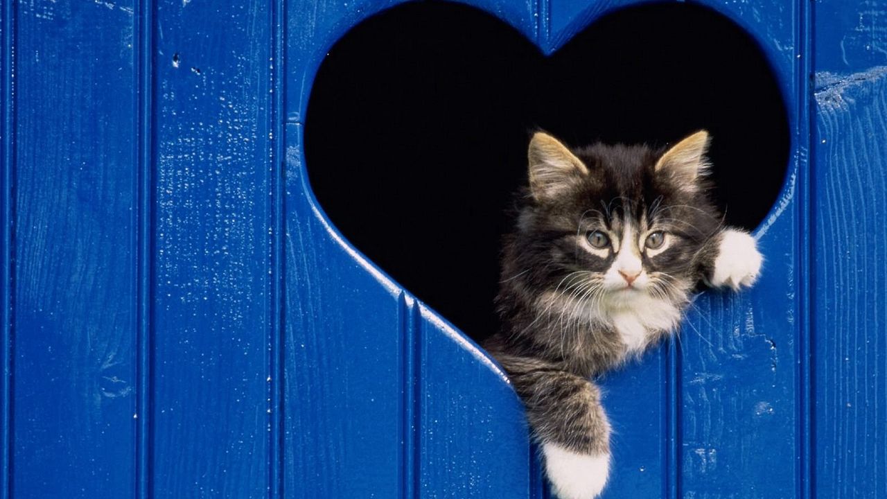 Wallpaper kitten, fluffy, heart, look out