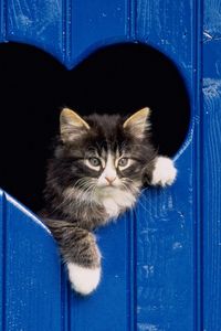 Preview wallpaper kitten, fluffy, heart, look out