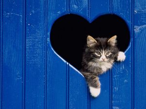 Preview wallpaper kitten, fluffy, heart, look out