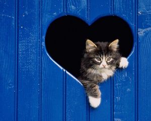 Preview wallpaper kitten, fluffy, heart, look out