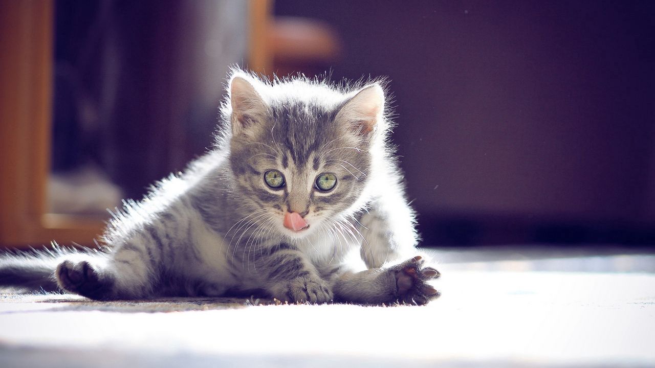 Wallpaper kitten, fluffy, lick, wash, light