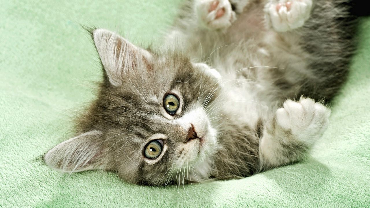 Wallpaper kitten, fluffy, lie, playful