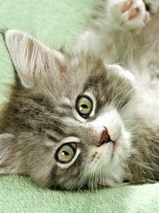 Preview wallpaper kitten, fluffy, lie, playful