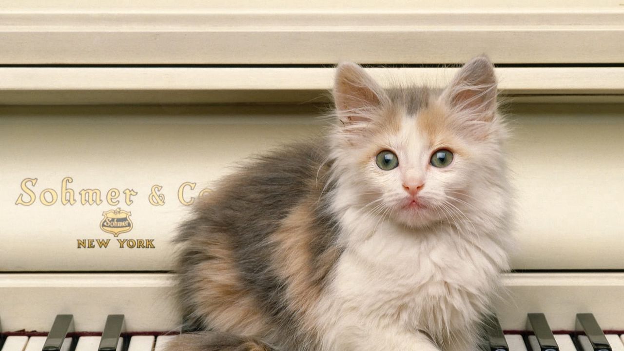 Wallpaper kitten, fluffy, look, piano