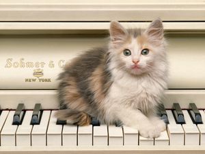 Preview wallpaper kitten, fluffy, look, piano