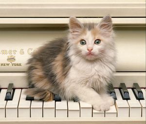 Preview wallpaper kitten, fluffy, look, piano