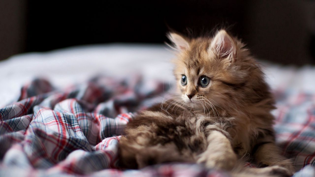 Wallpaper kitten, fluffy, look