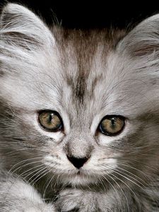 Preview wallpaper kitten, fluffy, muzzle, black white
