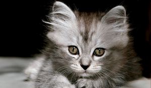 Preview wallpaper kitten, fluffy, muzzle, black white