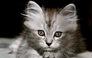 Preview wallpaper kitten, fluffy, muzzle, black white