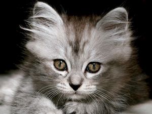 Preview wallpaper kitten, fluffy, muzzle, black white