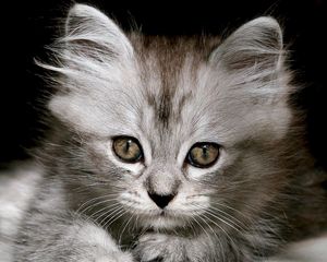 Preview wallpaper kitten, fluffy, muzzle, black white