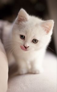 Preview wallpaper kitten, fluffy, pet, cute, white