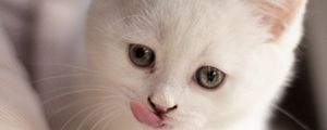 Preview wallpaper kitten, fluffy, pet, cute, white