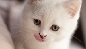 Preview wallpaper kitten, fluffy, pet, cute, white