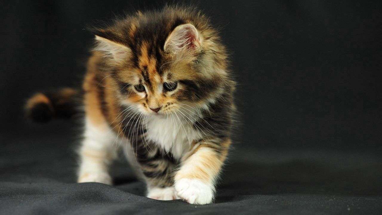 Wallpaper kitten, fluffy, photo shoot, leaf