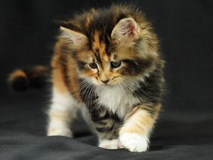 Preview wallpaper kitten, fluffy, photo shoot, leaf