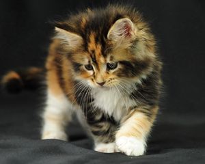 Preview wallpaper kitten, fluffy, photo shoot, leaf