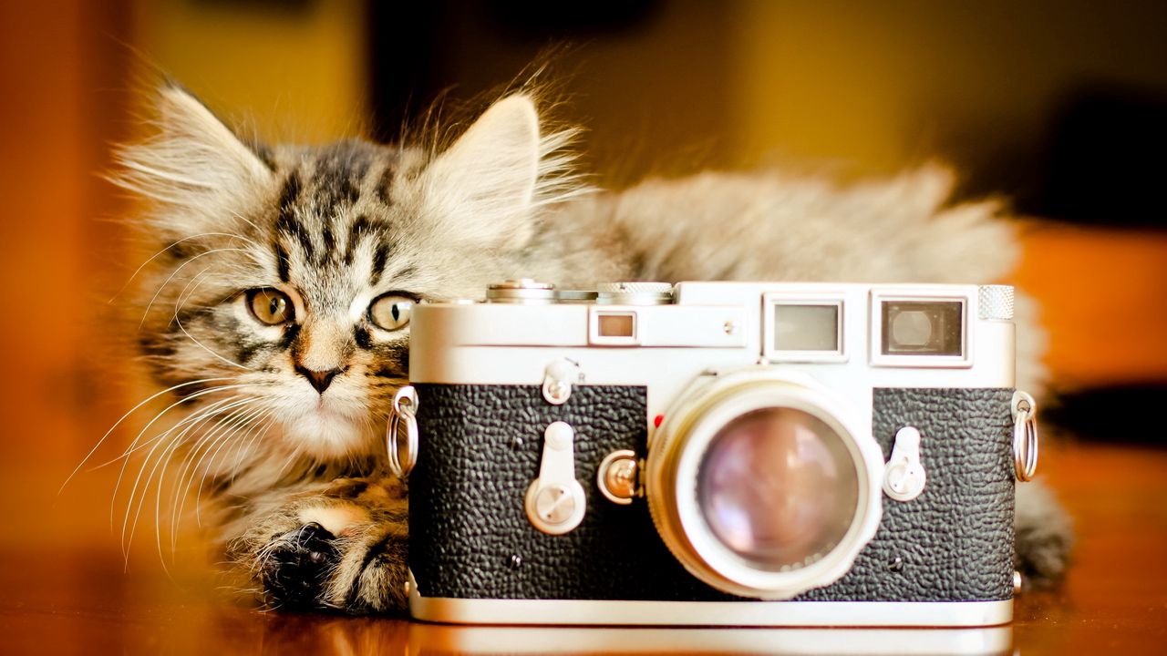 Wallpaper kitten, fluffy, playful, camera