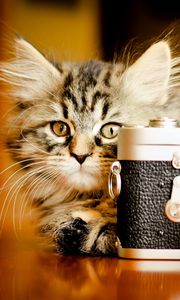 Preview wallpaper kitten, fluffy, playful, camera