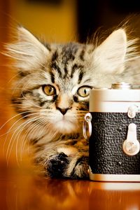 Preview wallpaper kitten, fluffy, playful, camera