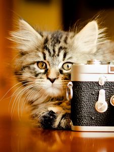 Preview wallpaper kitten, fluffy, playful, camera