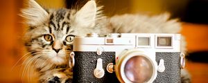 Preview wallpaper kitten, fluffy, playful, camera