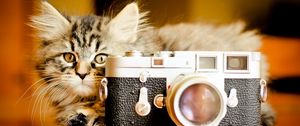 Preview wallpaper kitten, fluffy, playful, camera