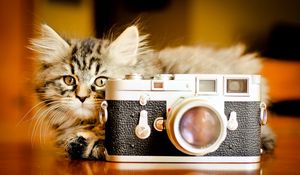 Preview wallpaper kitten, fluffy, playful, camera