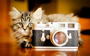 Preview wallpaper kitten, fluffy, playful, camera