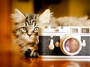 Preview wallpaper kitten, fluffy, playful, camera