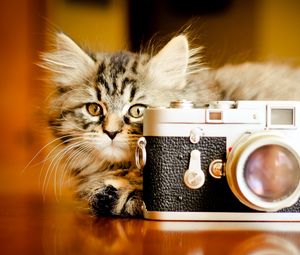 Preview wallpaper kitten, fluffy, playful, camera