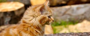 Preview wallpaper kitten, fluffy, profile, face