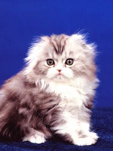 Preview wallpaper kitten, fluffy, sit