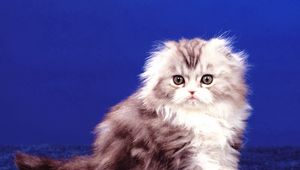 Preview wallpaper kitten, fluffy, sit