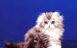 Preview wallpaper kitten, fluffy, sit