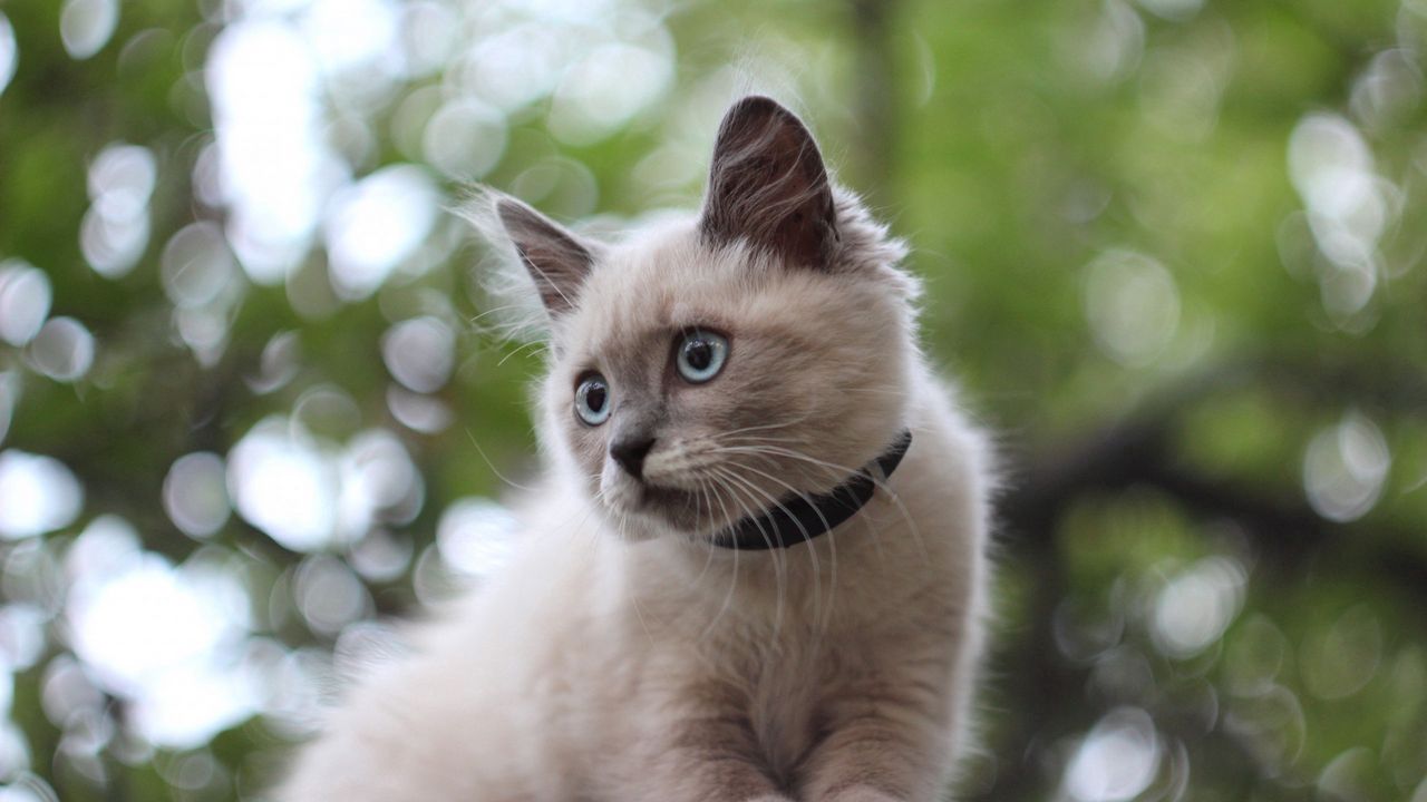 Wallpaper kitten, fluffy, sit, glare