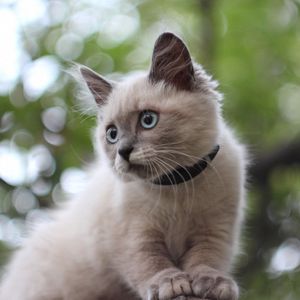 Preview wallpaper kitten, fluffy, sit, glare
