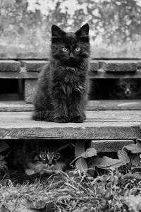 Preview wallpaper kitten, fluffy, sitting, waiting, black white