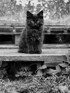 Preview wallpaper kitten, fluffy, sitting, waiting, black white