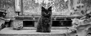 Preview wallpaper kitten, fluffy, sitting, waiting, black white