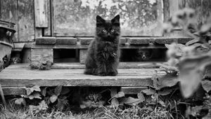 Preview wallpaper kitten, fluffy, sitting, waiting, black white