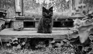 Preview wallpaper kitten, fluffy, sitting, waiting, black white